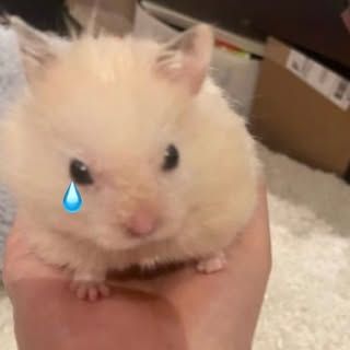 犬神はむ
