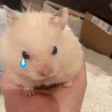犬神はむ